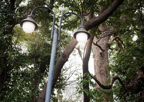 緑の多いキャンパスを照らす屋外灯